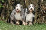 BEARDED COLLIE 372